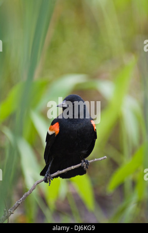 Rosso-winged Blackbird arroccato su ramoscello nel sud indiana Foto Stock