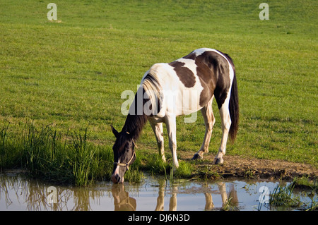 Cavallo di bere da stagno in Hart County, Kentucky Foto Stock