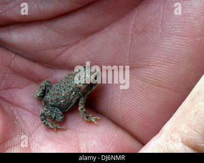 Red Spotted Toad Bufo punctatus ponti naturali monumento nazionale USA Utah Foto Stock