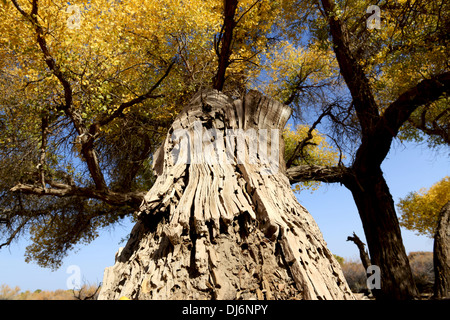 Golden alberi in autunno Foto Stock