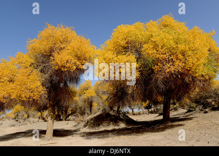 Golden alberi in autunno Foto Stock