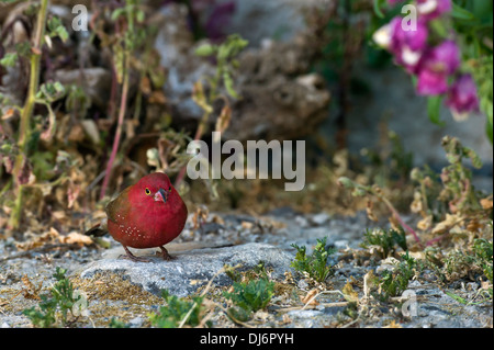 Un rosso-fatturati Fire-finch la ricerca di materiale per il nido Foto Stock