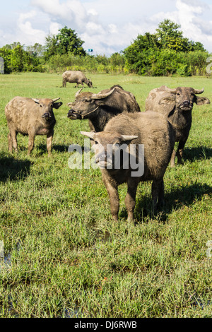 Masse Buffalo e inclinato in erba Foto Stock