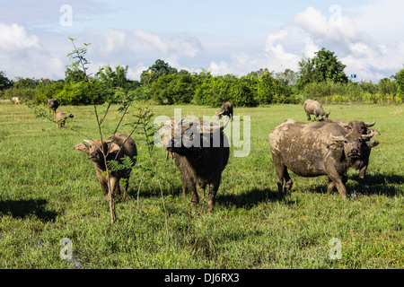 Masse Buffalo e inclinato in erba Foto Stock