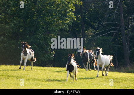 Quattro cavalli al galoppo in pascolo nella Hart County, Kentucky Foto Stock