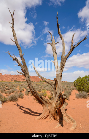 Morto albero di ginepro, Arches National Park, Utah, Stati Uniti d'America Foto Stock
