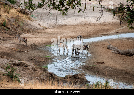 Zebre africane di bere da un parzialmente essiccato fino il letto del fiume Foto Stock