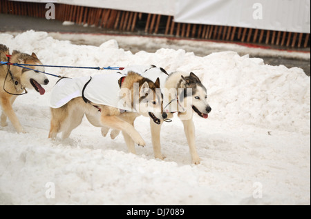 Una slitta trainata da cani team in esecuzione nell'Iditarod Sled Dog Race, Anchorage in Alaska, Foto Stock