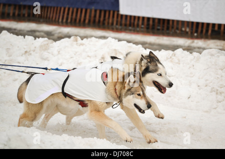 Due cani in esecuzione in una corsa di cani da slitta, Anchorage in Alaska, Foto Stock