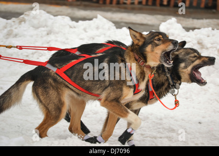 Due cani in esecuzione nell'Iditarod Sled Dog Race, Anchorage in Alaska, Foto Stock