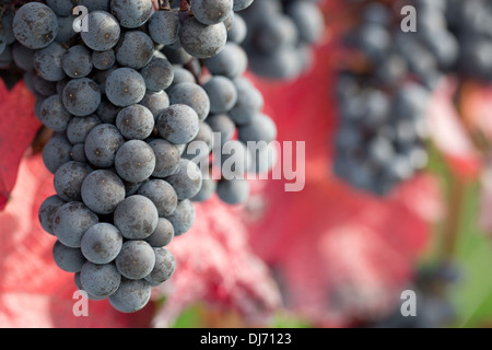 Vino rosso uva sulla vite in autunno durante la mietitura Foto Stock