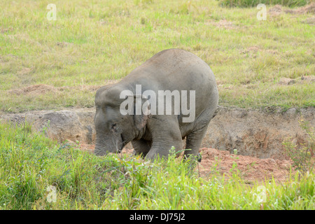 Bella bull Elefante asiatico (Elephas maximus) al Thai parco nazionale Foto Stock