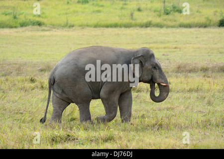 Bella bull Elefante asiatico (Elephas maximus) al Thai parco nazionale Foto Stock