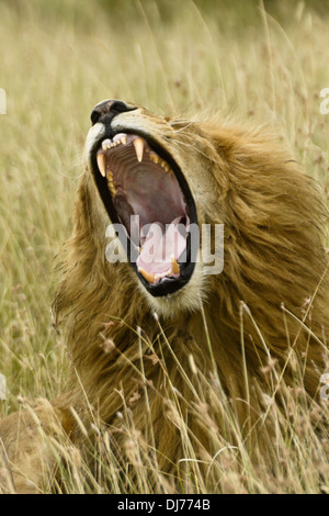Leone maschio sbadigli, Masai Mara, Kenya Foto Stock
