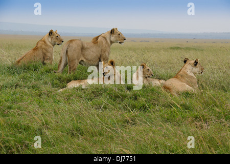 Lion pride su termite mound, il Masai Mara, Kenya Foto Stock