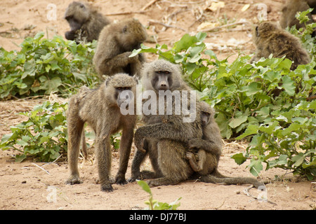 Squadrone di oliva babbuini, adulti e giovani, Samburu, Kenya Foto Stock