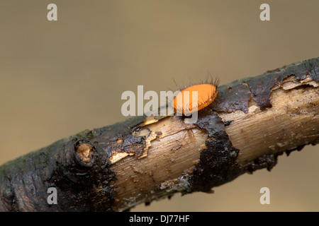 Fungo di ciglia; Scutellinia scutellata; Cornovaglia; Regno Unito Foto Stock