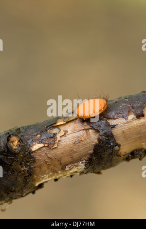 Fungo di ciglia; Scutellinia scutellata; Cornovaglia; Regno Unito Foto Stock