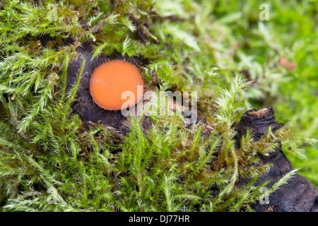 Fungo di ciglia; Scutellinia scutellata; Cornovaglia; Regno Unito Foto Stock