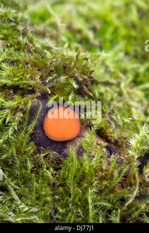 Fungo di ciglia; Scutellinia scutellata; Cornovaglia; Regno Unito Foto Stock