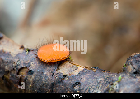 Fungo di ciglia; Scutellinia scutellata; Cornovaglia; Regno Unito Foto Stock