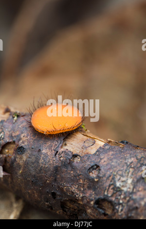 Fungo di ciglia; Scutellinia scutellata; Cornovaglia; Regno Unito Foto Stock