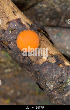 Fungo di ciglia; Scutellinia scutellata; Cornovaglia; Regno Unito Foto Stock