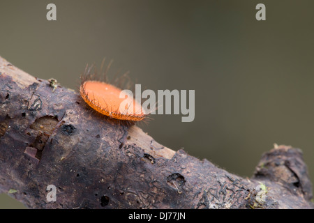 Fungo di ciglia; Scutellinia scutellata; Cornovaglia; Regno Unito Foto Stock