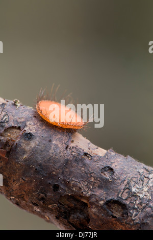 Fungo di ciglia; Scutellinia scutellata; Cornovaglia; Regno Unito Foto Stock