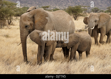 Gli elefanti africani con i giovani, Samburu, Kenya Foto Stock