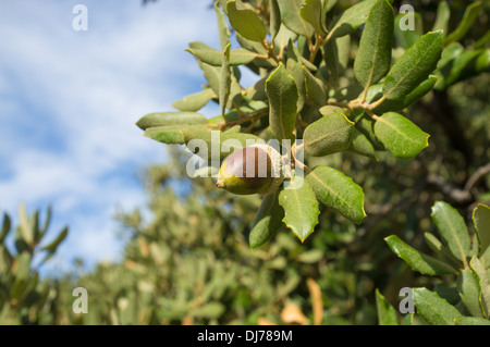 Acorn semi su un Mediterraneo di quercia Foto Stock