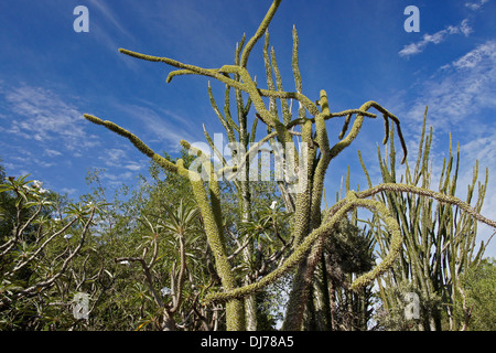 Madagascar ocotillo (Alluaudia procera) a Berenty Riserva, Madagascar Foto Stock