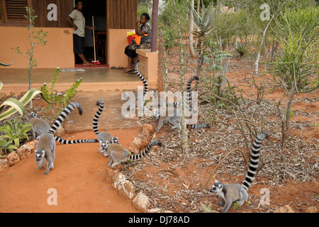 Anello-tailed lemuri nella parte anteriore della cabina turistica con sorveglianti, Berenty Riserva, Madagascar Foto Stock