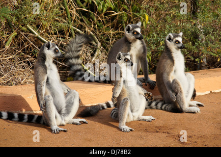 Anello-tailed lemuri ensoleillement stessi, Berenty Riserva, Madagascar Foto Stock