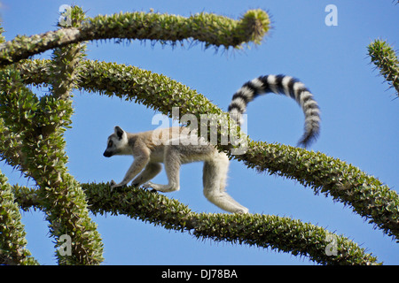 Anello-tailed lemur camminando sul ramo di Alluaudia procera (Madagascar ocotillo), Berenty Riserva, Madagascar Foto Stock