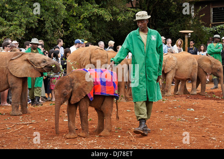 Custodi con elefanti orfani, Sheldrick Wildlife Trust, Nairobi, Kenia Foto Stock