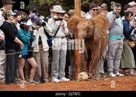 I turisti con elefante orfani di vitello, di Sheldrick Wildlife Trust, Nairobi, Kenia Foto Stock