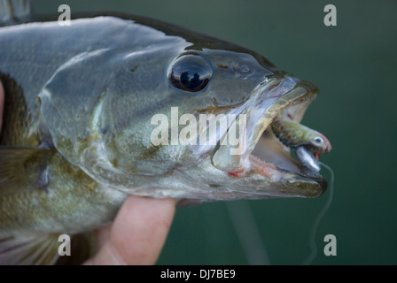 Smallmouth Bass catturati su piccole maschere con piombo a sponde del lago in Eastern Washington. Foto Stock