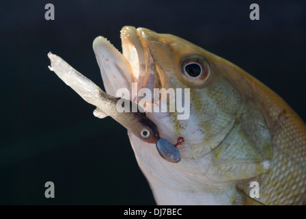 Smallmouth Bass catturati su piccole maschere con piombo a sponde del lago in Eastern Washington. Foto Stock