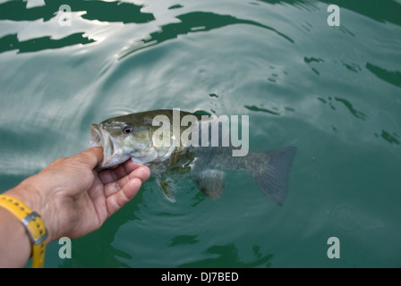 Smallmouth Bass catturati su piccole maschere con piombo a sponde del lago in Eastern Washington. Foto Stock