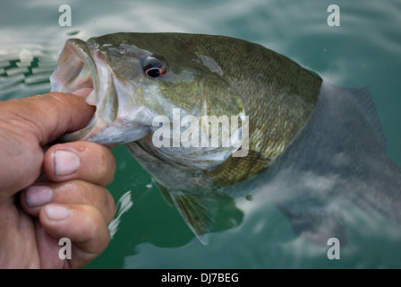 Smallmouth Bass catturati su piccole maschere con piombo a sponde del lago in Eastern Washington. Foto Stock