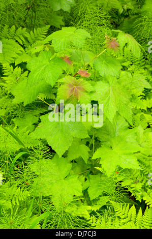 Thimbleberry lungo il sentiero Rockgarden, il Parco Nazionale di Glacier, British Columbia, Canada Foto Stock