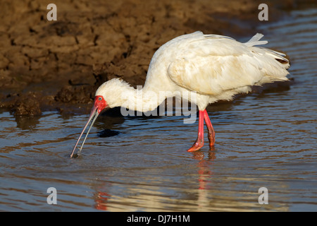 African spatola (Platalea alba) rovistando in acque poco profonde, Sud Africa Foto Stock