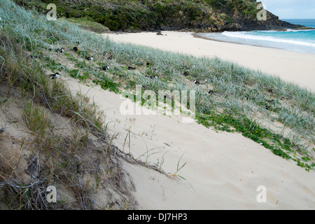 Fuligginosa sterne nidificanti su Blinky spiaggia, Isola di Lord Howe, Australia Foto Stock