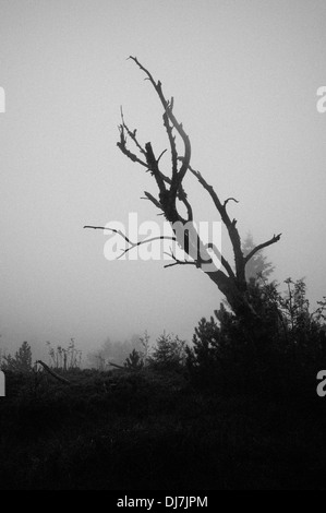 Schliffkopf in caso di maltempo nord della Foresta Nera in Germania Foto Stock