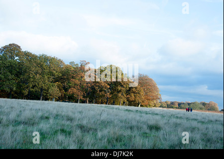 Godendo di un autunno a piedi in Richmond Park di Londra. Foto Stock