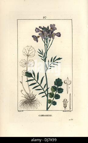 Il cuculo fiore o lady's smock, cardamine pratensis. Foto Stock