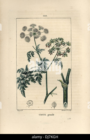 Poison hemlock, Conium maculatum. Foto Stock