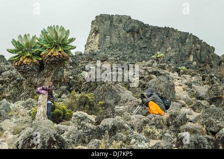 (131124) -- il Monte Kilimanjaro, nov. 24, 2013 (Xinhua) -- un escursionista posano per le foto con un Dendrosenecio kilimanjari, tipica pianta del Kilimanjaro, sul percorso Machame del Kilimanjaro, nel nord della Tanzania, nov. 17, 2013. (Xinhua/Li Jing) (djj) Foto Stock