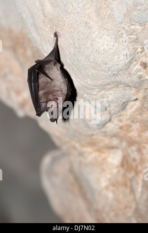 Ritratto verticale di ferro di cavallo maggiore bat, Rhinolophus ferrumequinum, appesi al soffitto di una grotta. Foto Stock